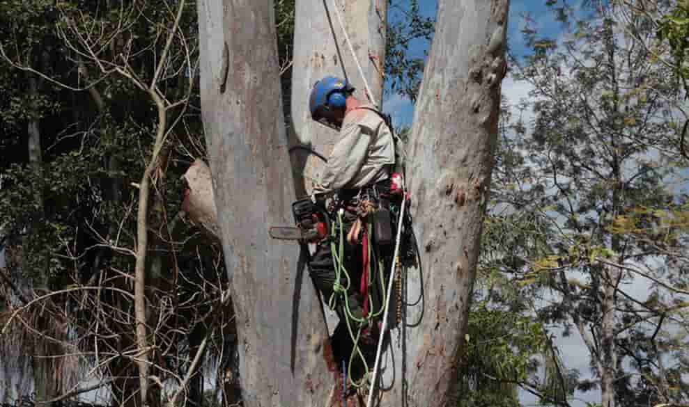 tree services in the Gold Coast