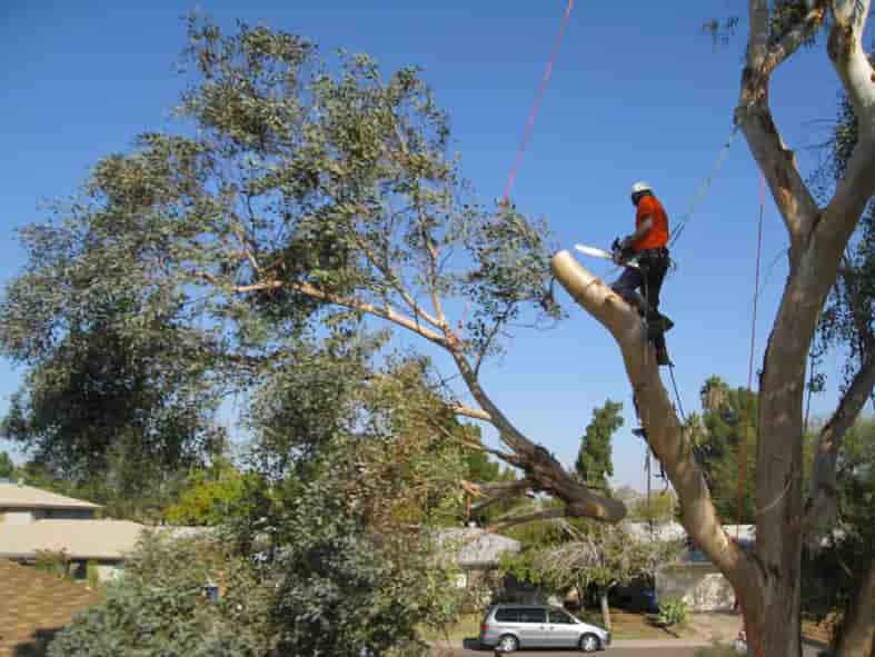 tree services in the Gold Coast