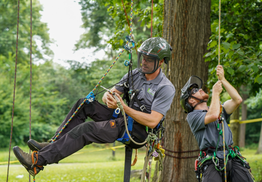 Arborists in Gold Coast