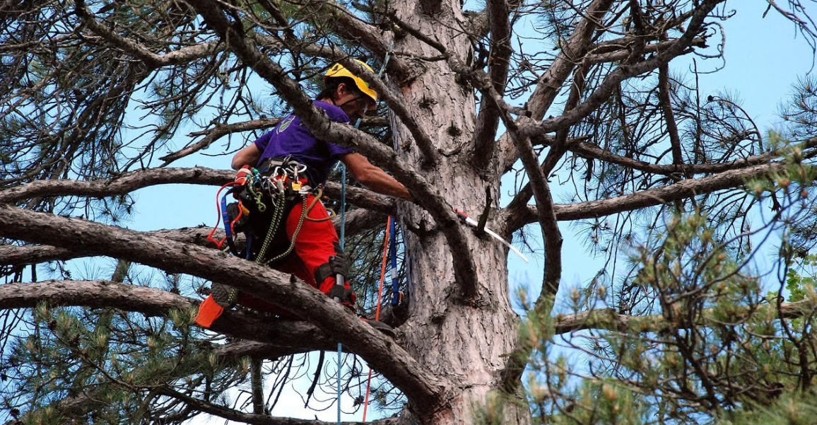 Arborists in Gold Coast