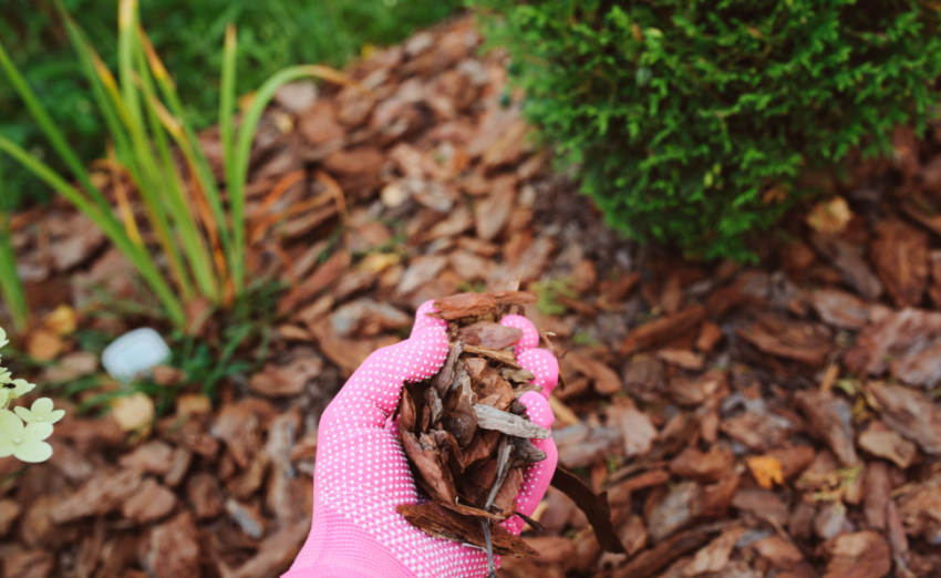 mulch on the Gold Coast