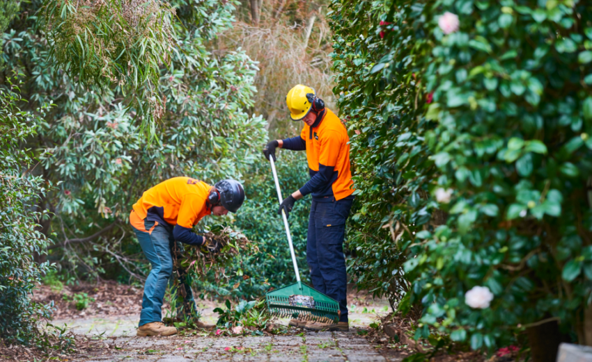 Gold Coast Council tree removal