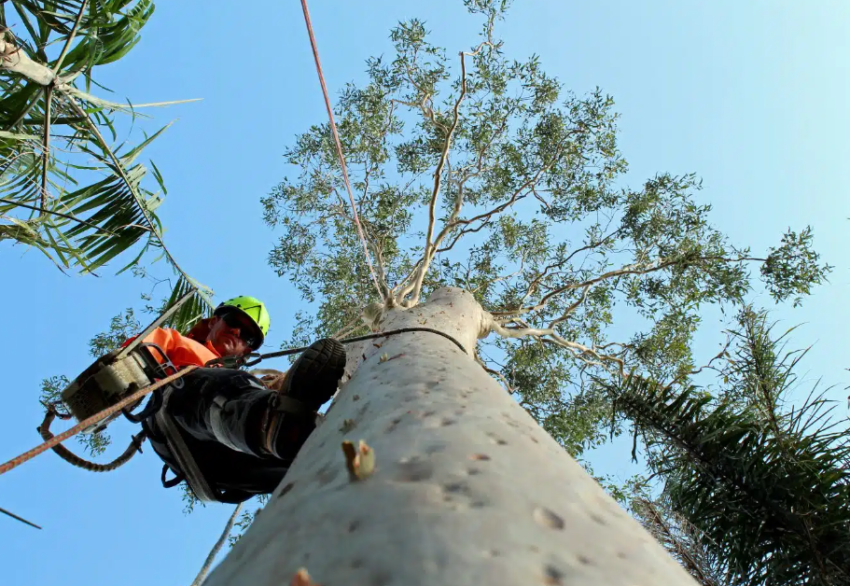 arborist on the Gold Coast