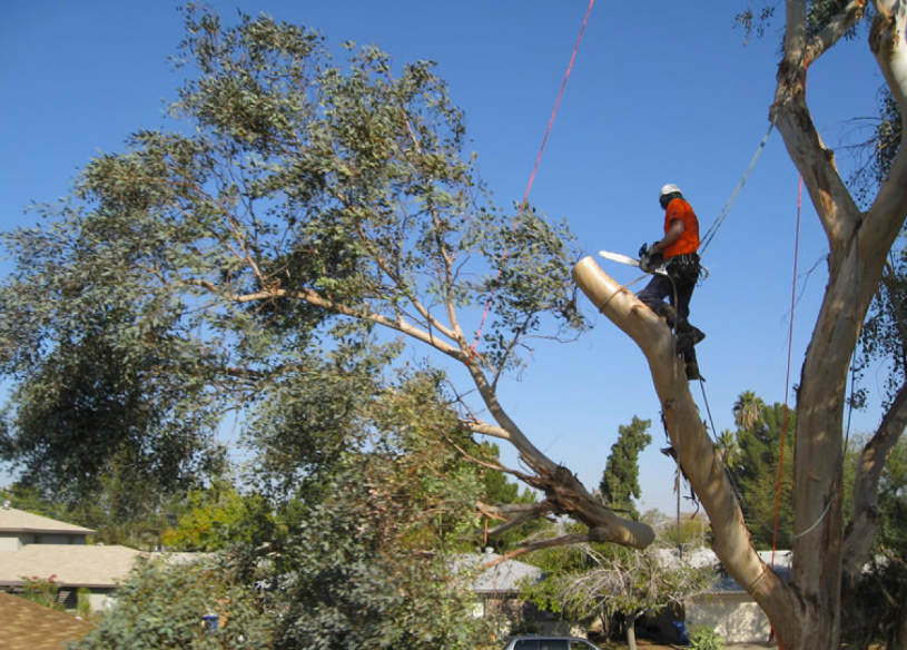 tree removal in Gold Coast