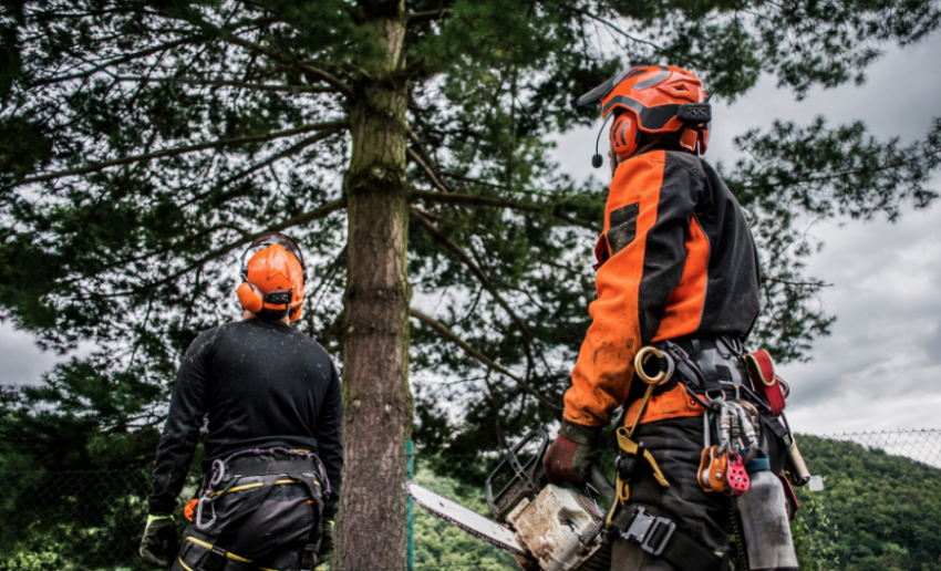 tree arborist on the Gold Coast