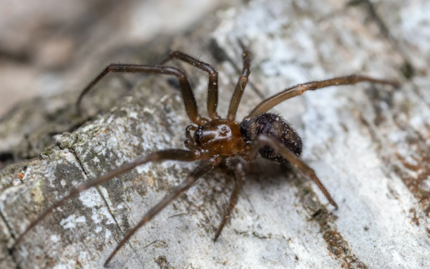 spider pest control on the Gold Coast