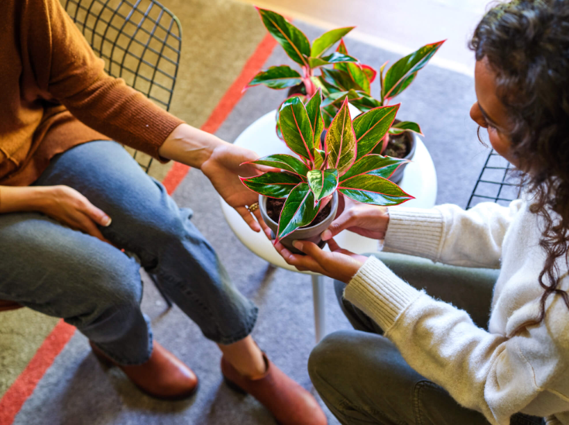 potted plant gifts Gold Coast